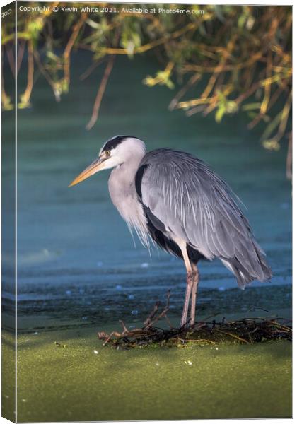Grey heron on nest Canvas Print by Kevin White