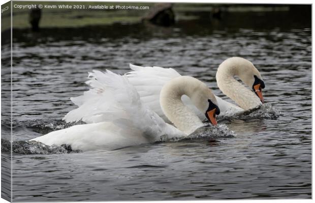 Swans Synchronized Swimming Canvas Print by Kevin White