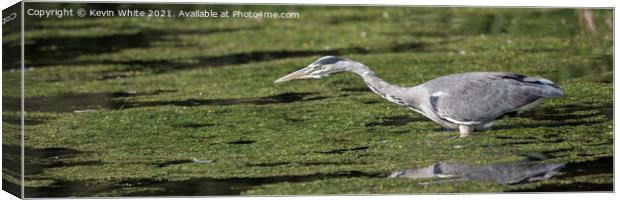 Stealth like Heron Canvas Print by Kevin White