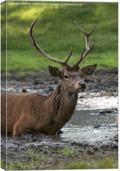 Proud stag lying in mud Canvas Print by Kevin White