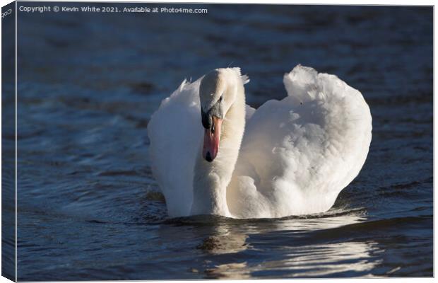Swan with winter sun Canvas Print by Kevin White