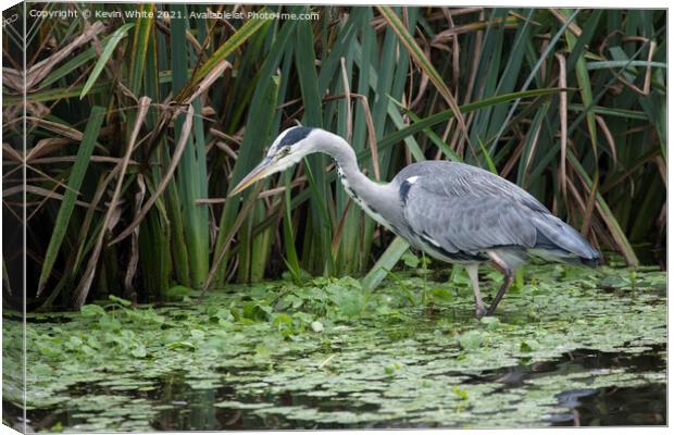 Grey Heron in shallow pond Canvas Print by Kevin White
