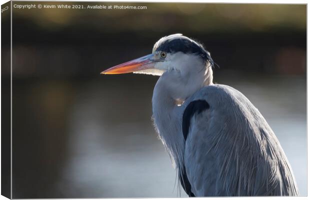 Grey heron backlit by sun Canvas Print by Kevin White