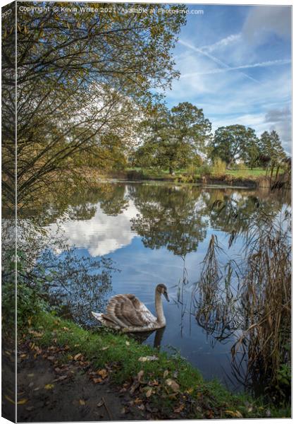 Young swan on own Canvas Print by Kevin White