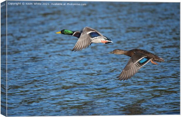 Ducks flying together Canvas Print by Kevin White