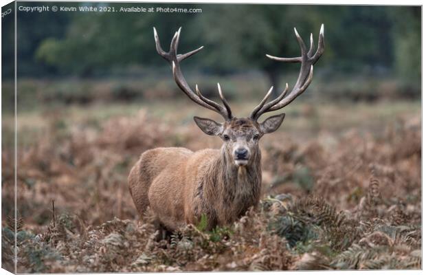 Impressive antlers Canvas Print by Kevin White