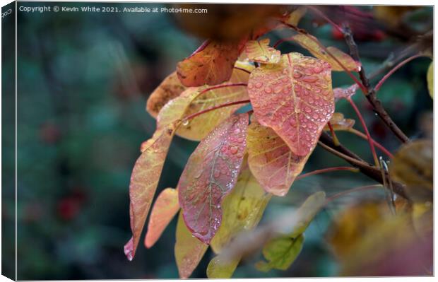 Droplets of water on autumn leaves Canvas Print by Kevin White