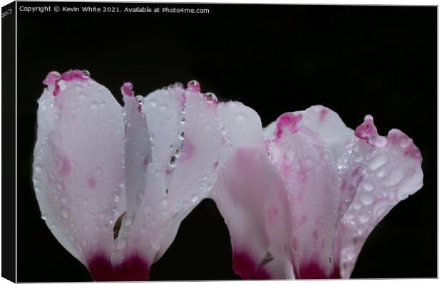 Cyclamen buds after the rain Canvas Print by Kevin White
