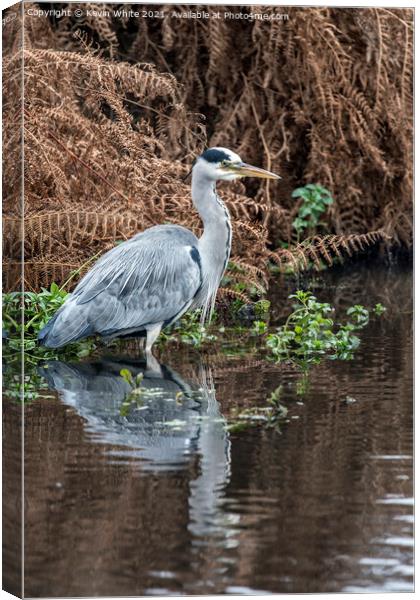 Grey heron wading Canvas Print by Kevin White