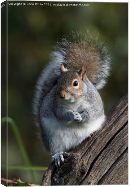 Cheeky grey squirrel Canvas Print by Kevin White