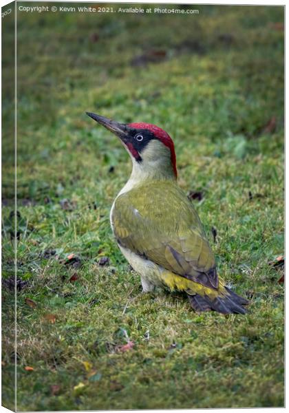 Green Woodpecker male Canvas Print by Kevin White