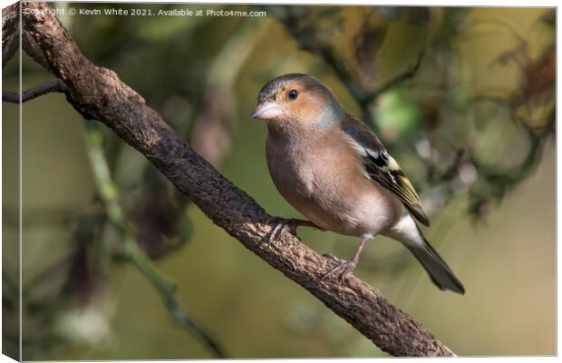 Chaffinch male Canvas Print by Kevin White