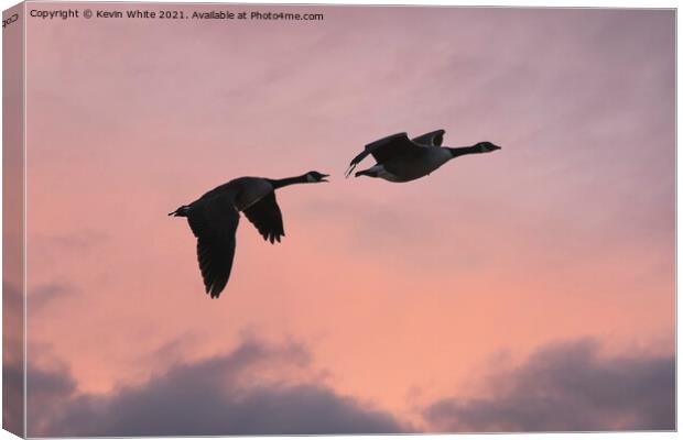 Canada geese silhouette Canvas Print by Kevin White