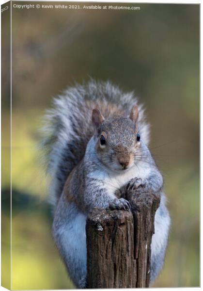 Portrait of a squirrel Canvas Print by Kevin White