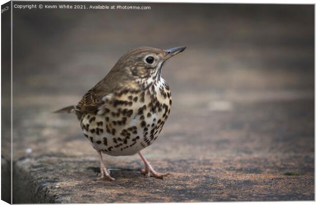 Song Thrush Canvas Print by Kevin White