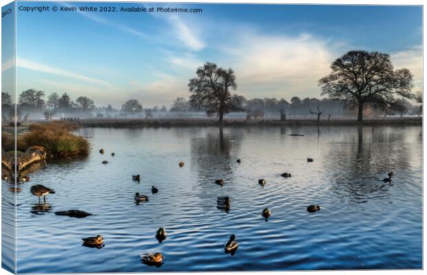 Gathering ducks on pond Canvas Print by Kevin White