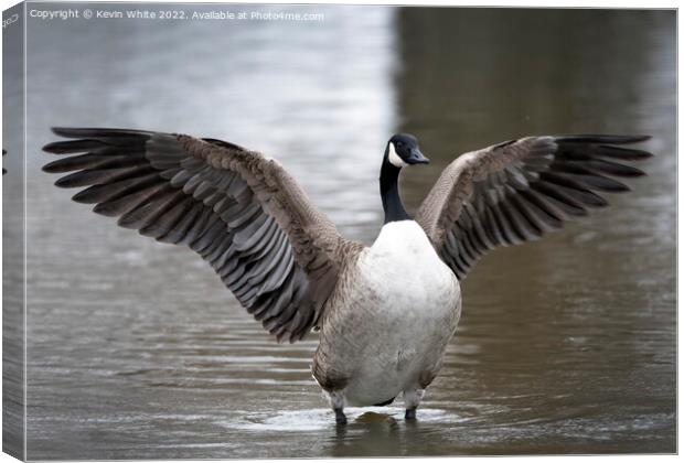 Canada goose wing display Canvas Print by Kevin White