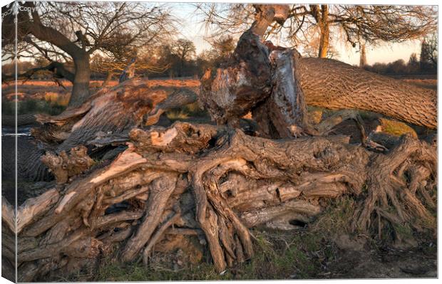 Mangled tree roots Canvas Print by Kevin White