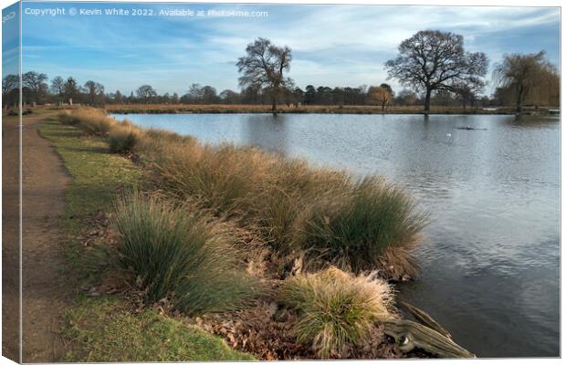 Long grass growing by pond Canvas Print by Kevin White