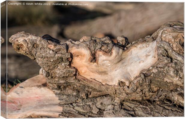 Peeling bark Canvas Print by Kevin White