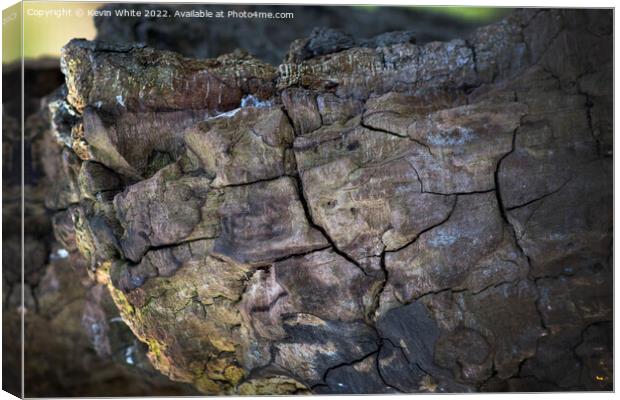 Colours of decaying wood Canvas Print by Kevin White