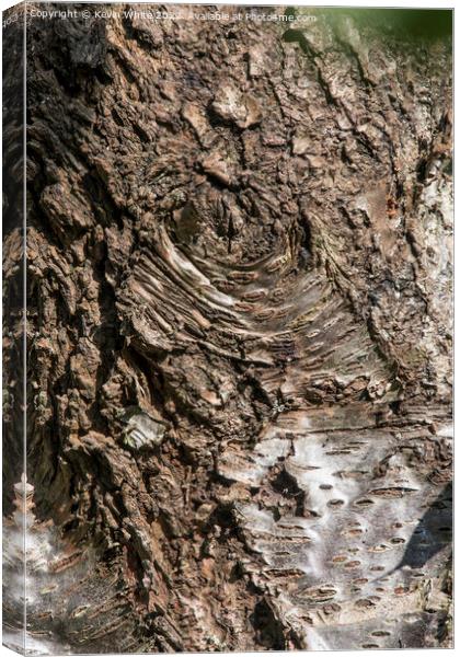 Ageing bark Canvas Print by Kevin White