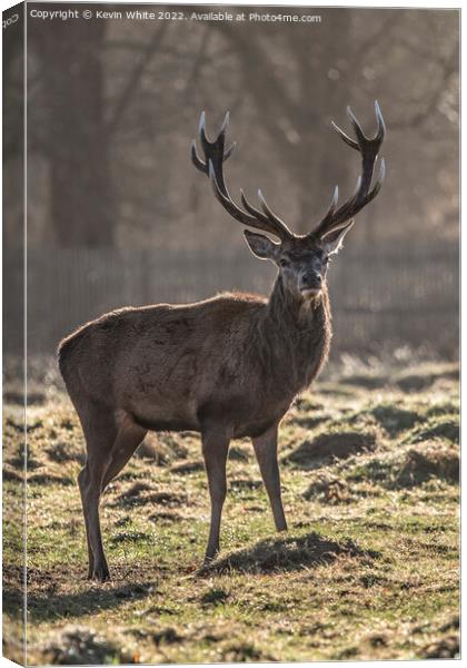 Good set of antlers Canvas Print by Kevin White