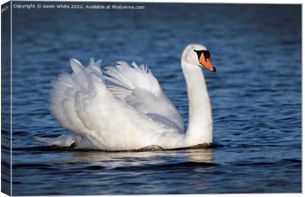 Swan of beauty Canvas Print by Kevin White