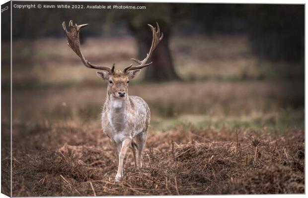 New set of antlers Canvas Print by Kevin White