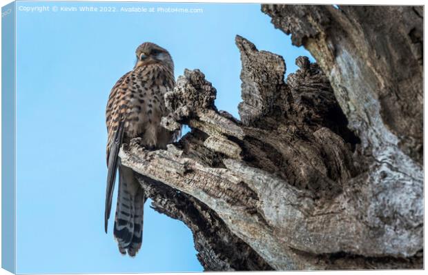 Kestrel nesting in hollow of tree Canvas Print by Kevin White