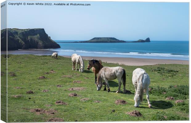 Welsh mountain ponies  grazing above Rhossili beach Canvas Print by Kevin White
