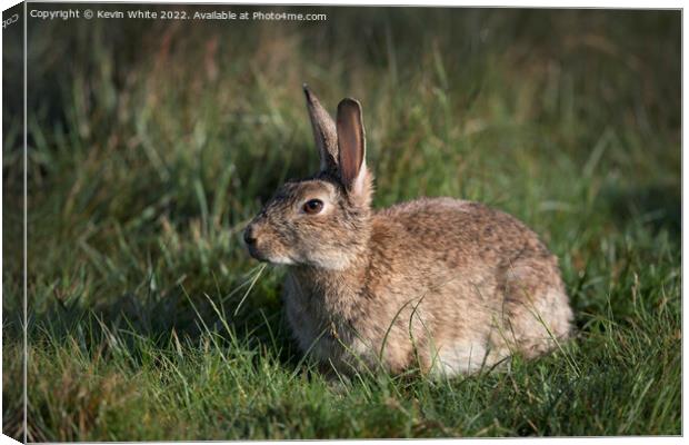 Wild rabbit chewing grass Canvas Print by Kevin White