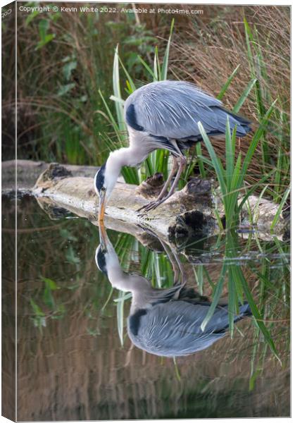 Grey heron looking at reflection Canvas Print by Kevin White