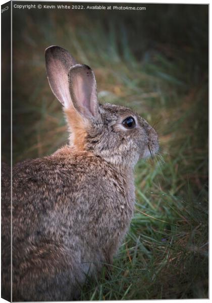 Portrait of a wild rabbit Canvas Print by Kevin White