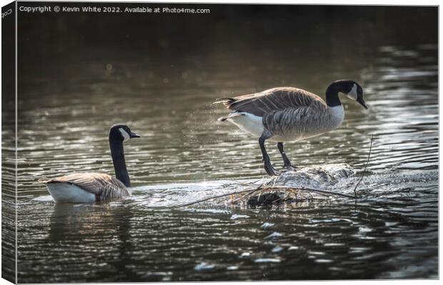 Canada geese searching to build a nest Canvas Print by Kevin White