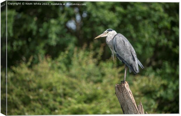 Grey heron on his favourite perch Canvas Print by Kevin White
