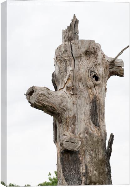 Funny log face Canvas Print by Kevin White