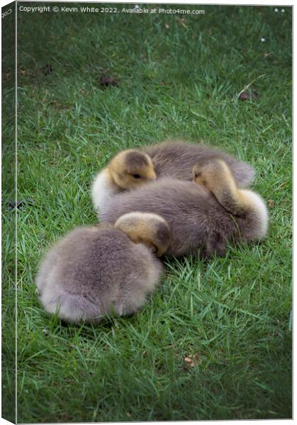 Little balls of fluff Canvas Print by Kevin White
