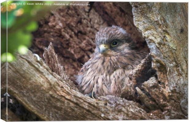 Kestrel chick about ready to fledge Canvas Print by Kevin White