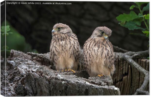 Two fluffy Kestrels Canvas Print by Kevin White