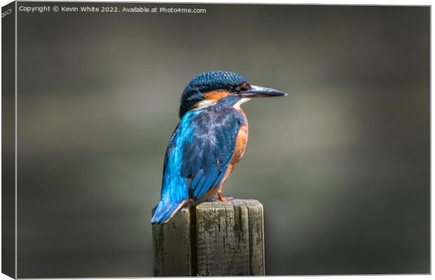 Kingfisher sitting on post Canvas Print by Kevin White