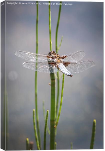 Dragon fly Canvas Print by Kevin White