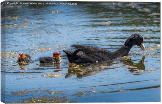 Coot with two fluffy chicks Canvas Print by Kevin White