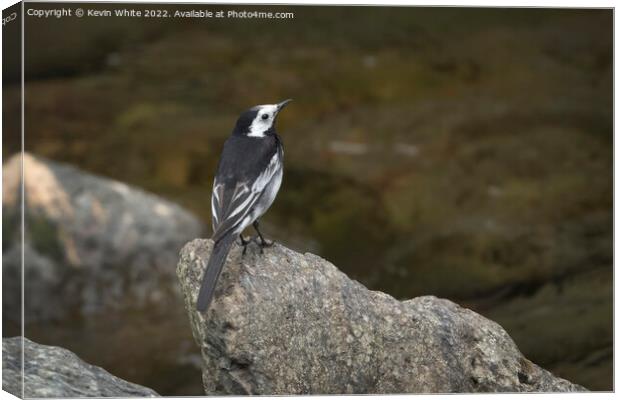 Pied Wagtail on Devon coast Canvas Print by Kevin White