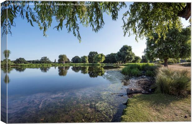 Heron pond under willow tree Canvas Print by Kevin White