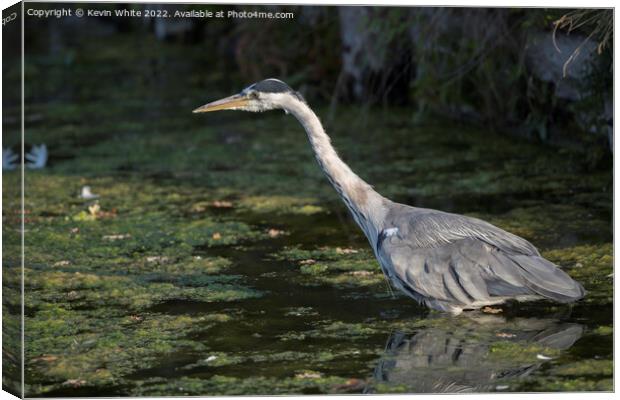 Heron about to pounce Canvas Print by Kevin White