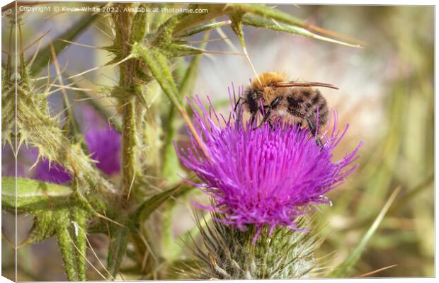 Bee on thistle plant Canvas Print by Kevin White