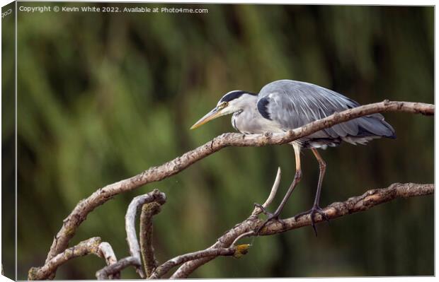 Grey Heron out hunting Canvas Print by Kevin White
