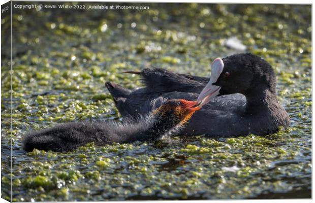Feeding her juvenille  coot Canvas Print by Kevin White