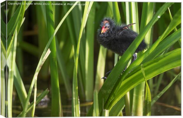 Moorhen chick investgating climbing Canvas Print by Kevin White